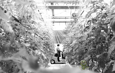 河北南和：“智慧農業(yè)”助推鄉(xiāng)村振興