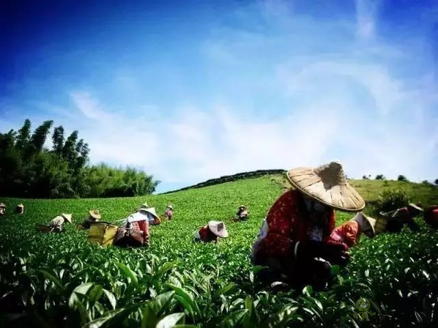 農業(yè)模式