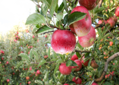 “鳳凰”(Phoenix)農(nóng)業(yè)機器人