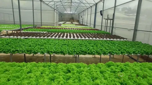 楊東霞:育種原始創(chuàng)新需要法治護(hù)航