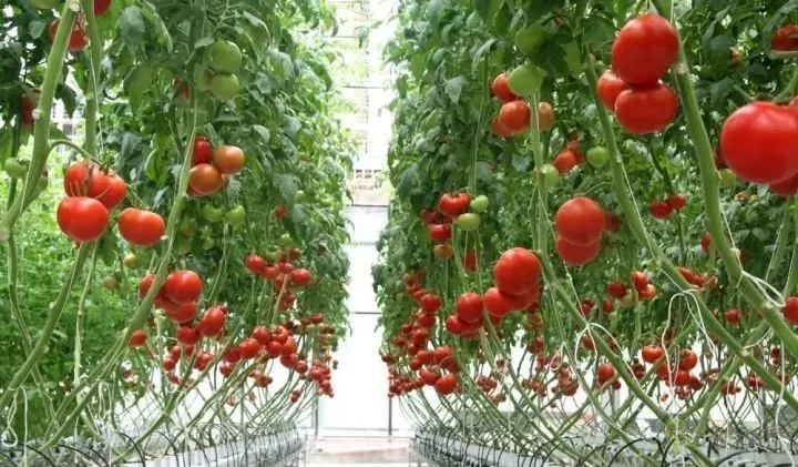 無土栽培:讓農(nóng)業(yè)告別“靠天吃飯”