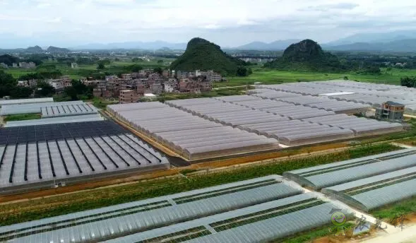 平桂區(qū):現(xiàn)代設(shè)施農(nóng)業(yè)催生“產(chǎn)業(yè)村”