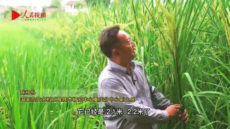 袁隆平的禾下乘涼夢,是這樣一個(gè)夢