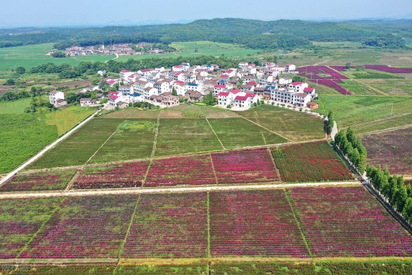 中國未來農業(yè)發(fā)展前景分析:五大趨勢蘊含無限潛力