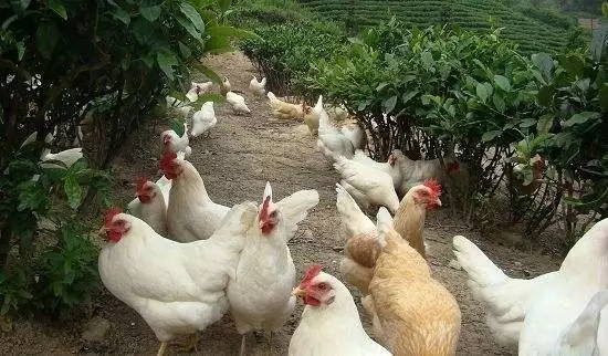 做農(nóng)業(yè)，這幾種高效生態(tài)農(nóng)業(yè)模式你必須知道