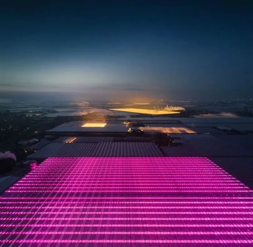 荷蘭智能溫室夜景,美得令人窒息