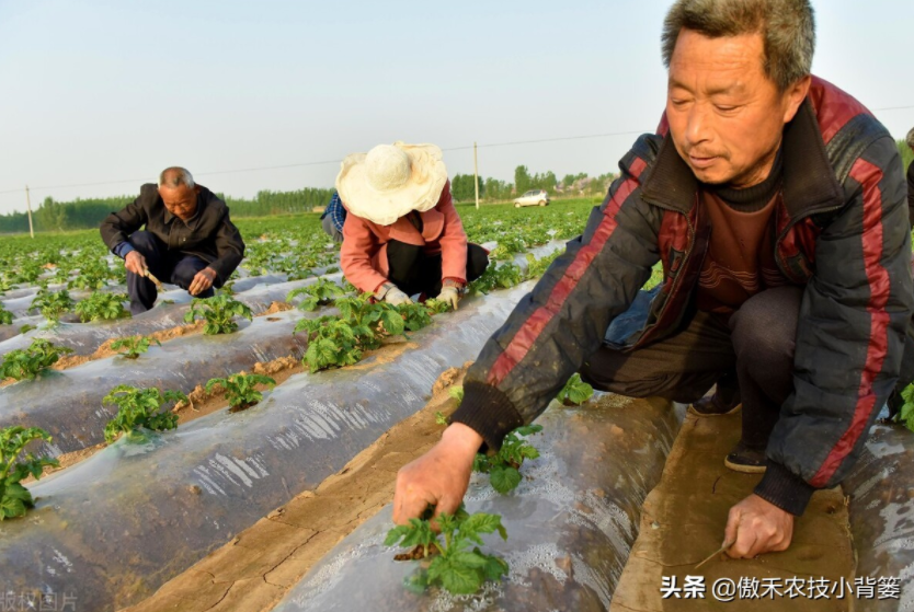 農(nóng)作物起壟種植有哪些好處？起壟時(shí)如何確定最佳壟高？