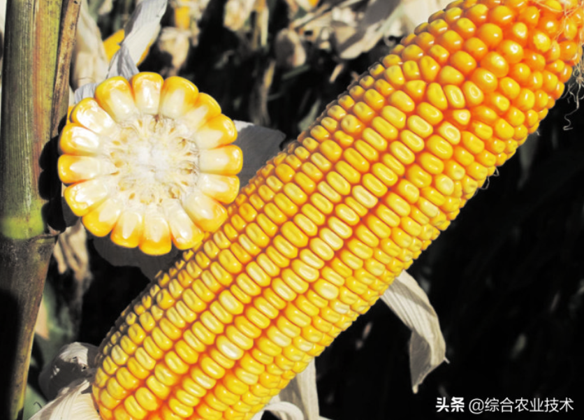 紅軸品種高產(chǎn)呢還是白品種高產(chǎn)？