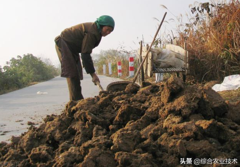 曬干的豬糞牛糞雞糞可以代替化肥嗎？