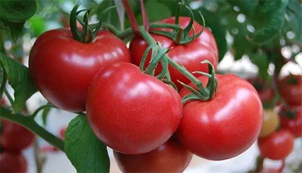 【海外農(nóng)業(yè)】沙漠種糧食，零排放養(yǎng)魚(yú)，空氣中取水…以色列如何逆天成為農(nóng)業(yè)強(qiáng)國(guó)？