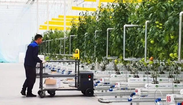 京津冀最大單體智能溫室亮相!“番茄森林”首批產(chǎn)量將達(dá)700噸! 京津冀最大單體智能溫室亮相!“番茄森林”首批產(chǎn)量將達(dá)700噸!