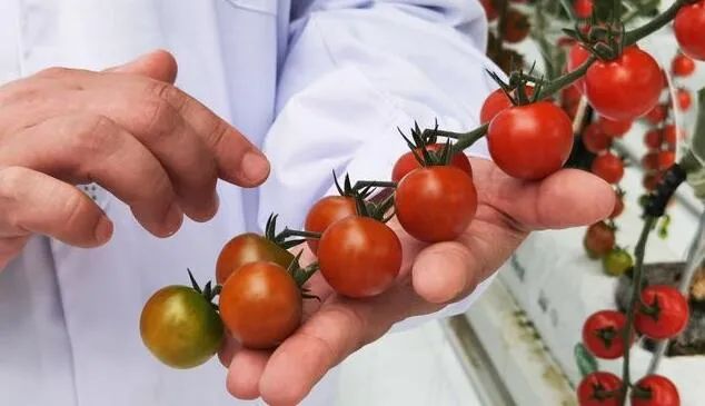 京津冀最大單體智能溫室亮相!“番茄森林”首批產(chǎn)量將達(dá)700噸! 京津冀最大單體智能溫室亮相!“番茄森林”首批產(chǎn)量將達(dá)700噸!