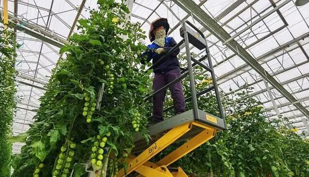 京津冀最大單體智能溫室亮相!“番茄森林”首批產(chǎn)量將達(dá)700噸! 京津冀最大單體智能溫室亮相!“番茄森林”首批產(chǎn)量將達(dá)700噸!