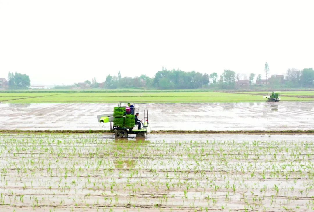 新技術賦能春播：中聯(lián)農機一次性交付余江80臺拋秧機