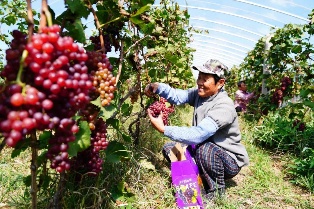 農(nóng)民日?qǐng)?bào)仲農(nóng)平文章：日出東方 農(nóng)道大光