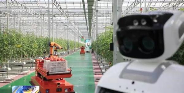 科技賦能“菜籃子”!看蔬菜大棚如何變身“綠色車間” 科技賦能“菜籃子”!看蔬菜大棚如何變身“綠色車間”