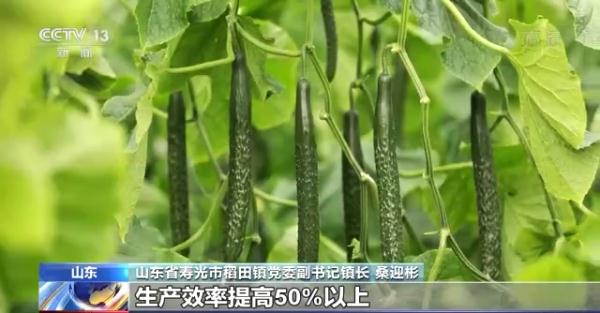 科技賦能“菜籃子”!看蔬菜大棚如何變身“綠色車間” 科技賦能“菜籃子”!看蔬菜大棚如何變身“綠色車間”