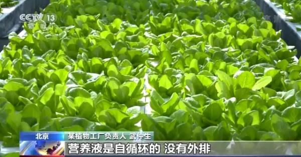 科技賦能“菜籃子”!看蔬菜大棚如何變身“綠色車間” 科技賦能“菜籃子”!看蔬菜大棚如何變身“綠色車間”