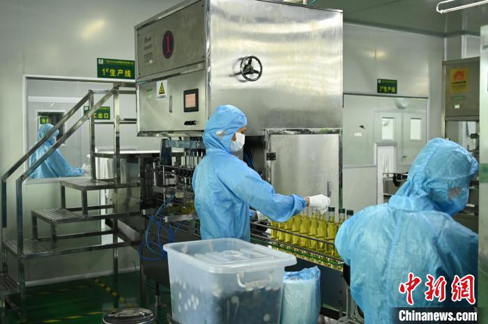 油茶深加工現(xiàn)場(chǎng)陳楚紅攝