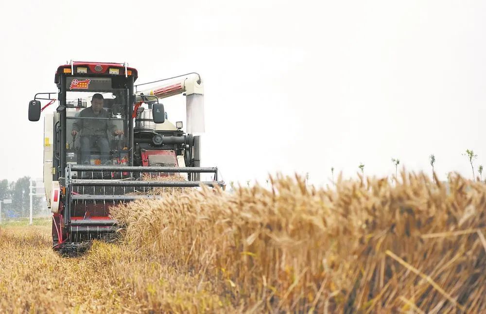 應(yīng)對(duì)“爛場(chǎng)雨”!農(nóng)業(yè)農(nóng)村部發(fā)布緊急通知 應(yīng)對(duì)“爛場(chǎng)雨”!農(nóng)業(yè)農(nóng)村部發(fā)布緊急通知