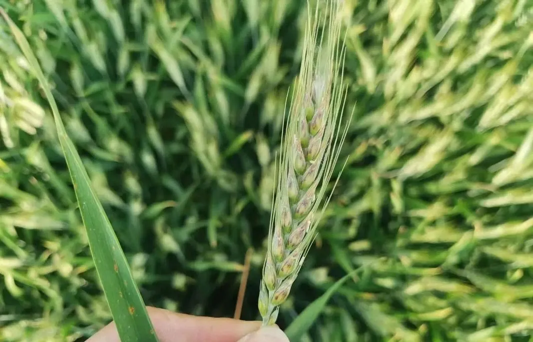 2025年全國農(nóng)作物重大病蟲害發(fā)生形勢嚴(yán)峻 2025年全國農(nóng)作物重大病蟲害發(fā)生形勢嚴(yán)峻